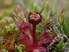 Drosera uniflora