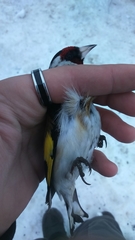 Carduelis carduelis