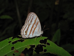 Cepheuptychia glaucina