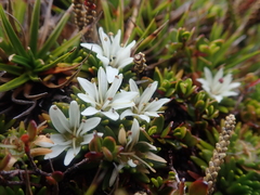 Fascicled Donatia (Donatia fascicularis)