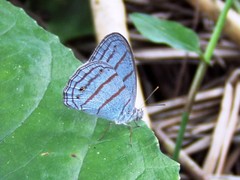 Cepheuptychia glaucina