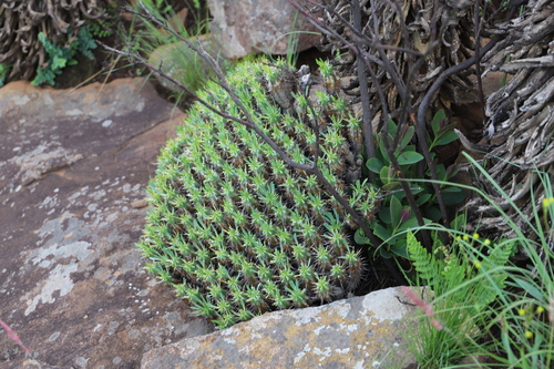 Euphorbia pulvinata, photograph 4