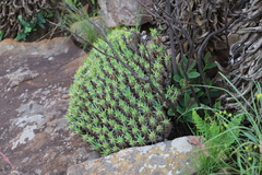Euphorbia pulvinata, photograph (c) Suvarna Parbhoo Mohan, some rights reserved (CC BY-SA)
