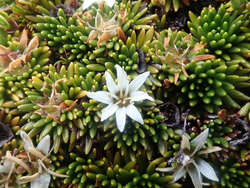 Donatia fascicularis · iNaturalist Ecuador