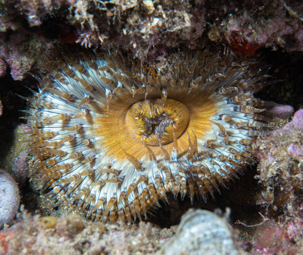 Daisy Anemone, photo 1 of 8