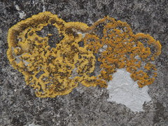 Variospora aurantia
