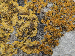 Variospora aurantia