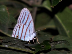 Cepheuptychia glaucina