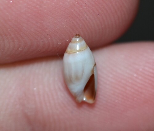 Olivella mutica observed 2025-12-24