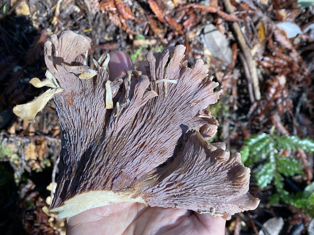 Gomphus clavatus · December 2025 · photo: © katharinegk (iNaturalist, cc-by)