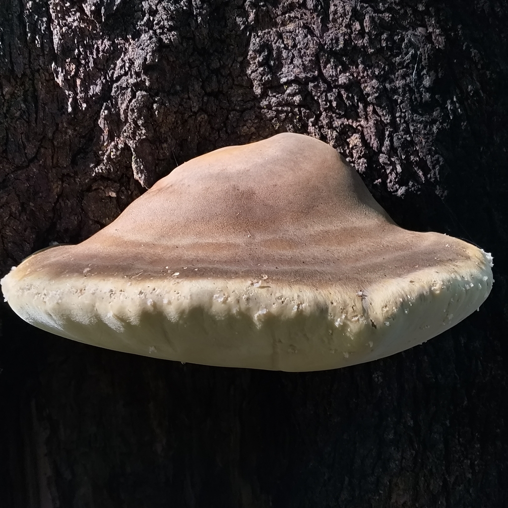Laetiporus portentosus · December 2025 · photo: © zedt (iNaturalist, cc-by)