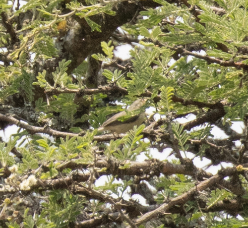 Buff-bellied Warbler (Phyllolais pulchella), photo 8