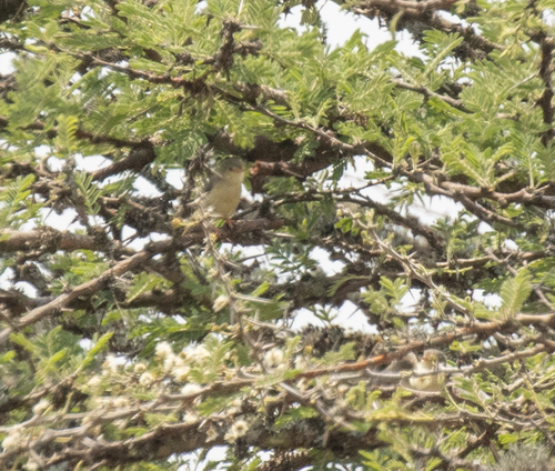 Buff-bellied Warbler (Phyllolais pulchella), photo 8