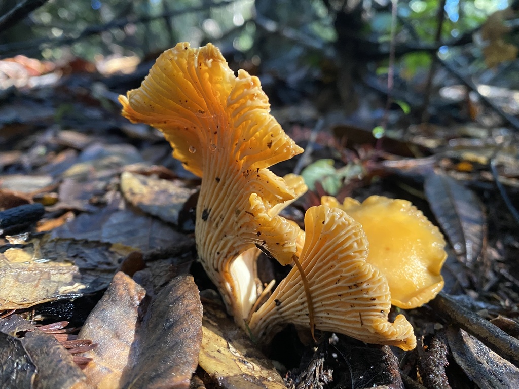 Cantharellus californicus · December 2025 · photo: © katharinegk (iNaturalist, cc-by)