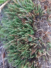 Oreobolus pectinatus