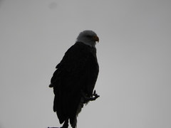 Haliaeetus leucocephalus