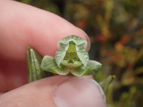 Image of Chloraea gaudichaudii by (c) Nolan Exe, some rights reserved (CC BY)