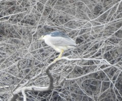 Nycticorax nycticorax