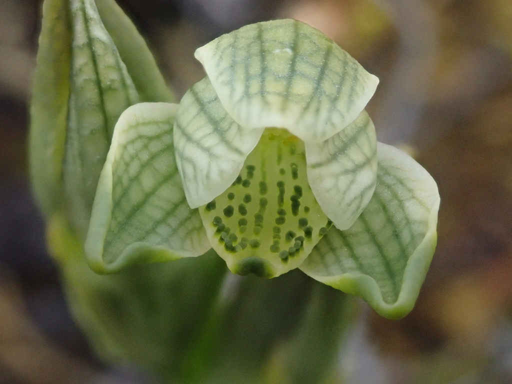 Chloraea fonkii