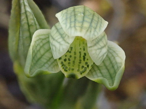 Image of Chloraea gaudichaudii by (c) Nolan Exe, some rights reserved (CC BY)