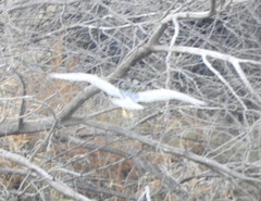 Nycticorax nycticorax