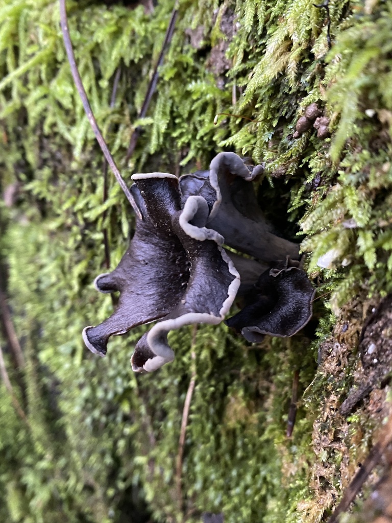 Craterellus calicornucopioides · December 2025 · photo: © katharinegk (iNaturalist, cc-by)