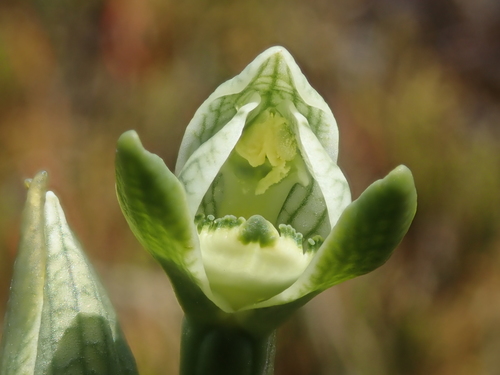 Image of Chloraea gaudichaudii by (c) Nolan Exe, some rights reserved (CC BY)