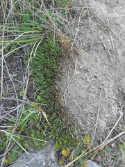 Oreobolus pectinatus