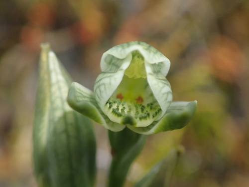 Image of Chloraea gaudichaudii by (c) Nolan Exe, some rights reserved (CC BY)