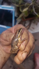 Leptodactylus albilabris