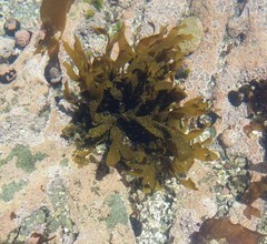 Dictyota kunthii