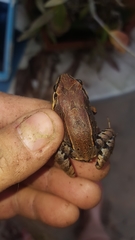 Leptodactylus albilabris