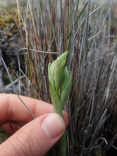 Image of Chloraea gaudichaudii by (c) Nolan Exe, some rights reserved (CC BY)