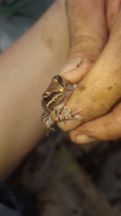 Leptodactylus albilabris