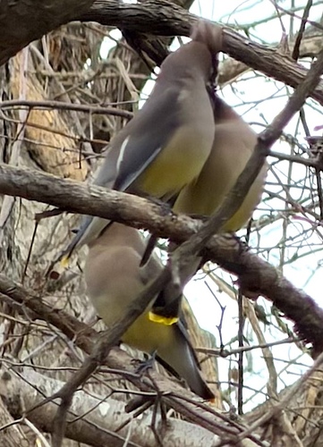Cedar Waxwing photographed in Maryland