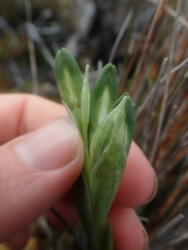 Image of Chloraea gaudichaudii by (c) Nolan Exe, some rights reserved (CC BY)