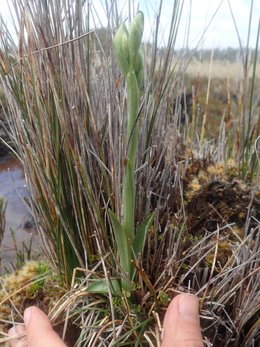 Image of Chloraea gaudichaudii by (c) Nolan Exe, some rights reserved (CC BY)