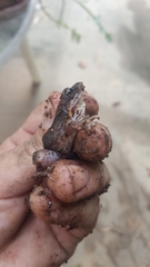 Leptodactylus albilabris