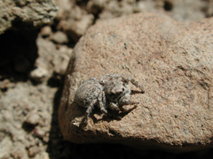 Habronattus amicus