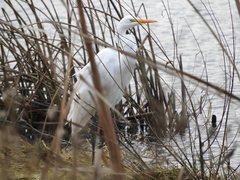 Ardea alba