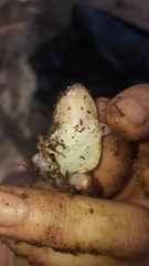 Leptodactylus albilabris