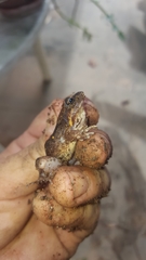 Leptodactylus albilabris