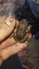Leptodactylus albilabris