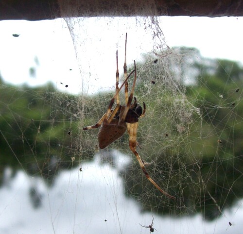 African Hermit Spider