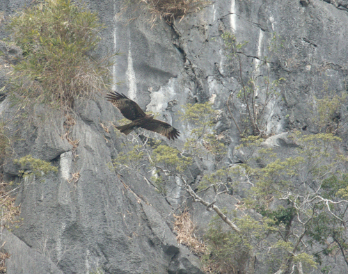 Black Kite
