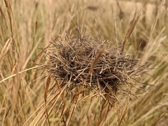 Poaceae