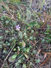 Veronica pimeleoides pimeleoides