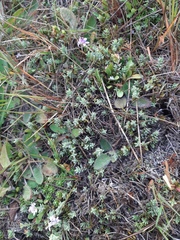 Veronica pimeleoides pimeleoides