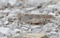 Bryodemella tuberculata