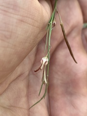 Ceropegia filifolia image